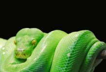 Ile czasu potrzeba na naukę Pythona?