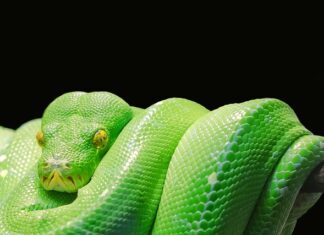 Ile czasu potrzeba na naukę Pythona?