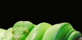 Jak samemu nauczyć się Pythona?